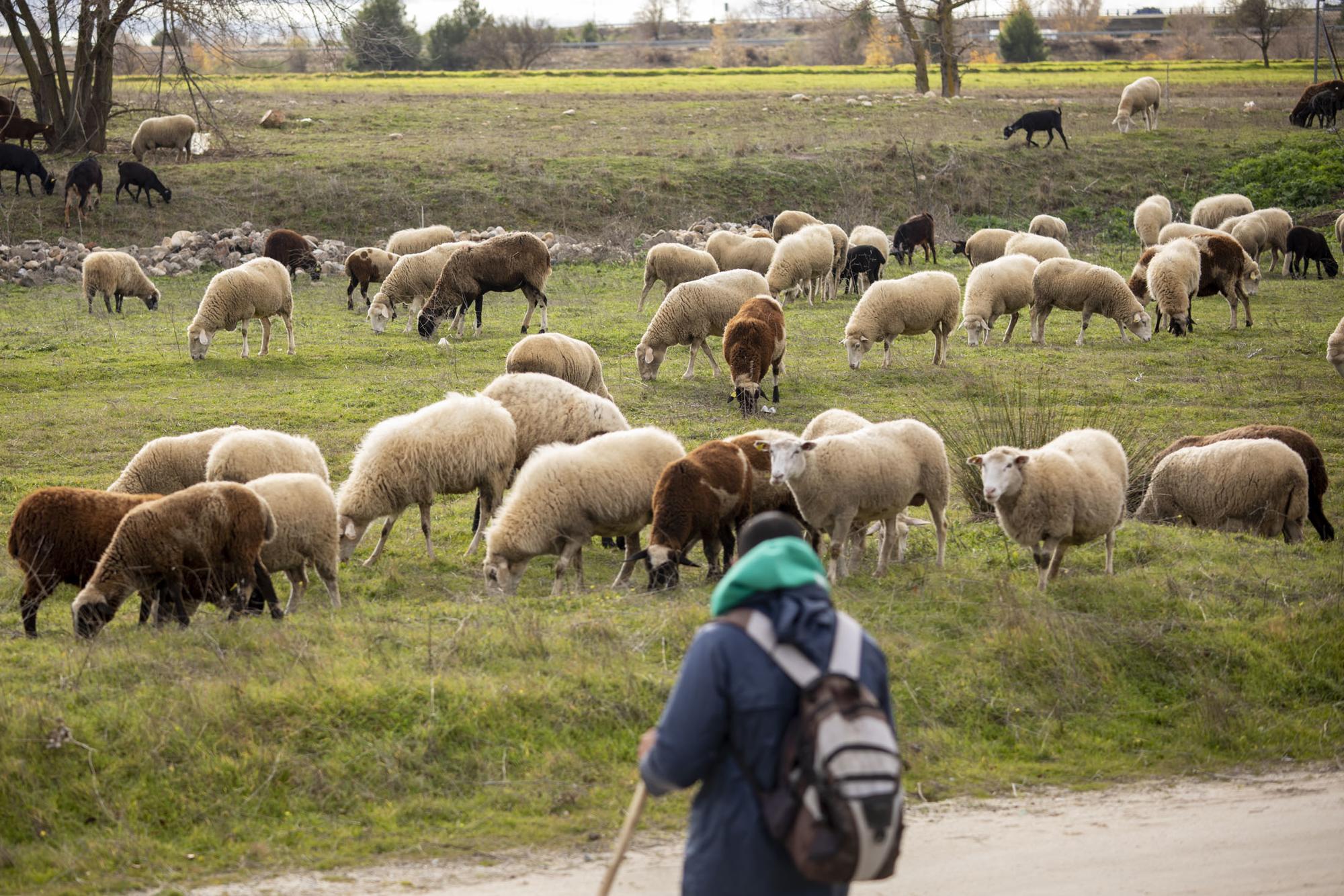 Varios pastor ganaderia - 1
